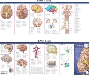Anatomical Chart Company's Illustrated Pocket Anatomy: Anatomy of The Brain Study Guide, 2e | ABC Books