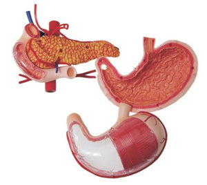 Digestive Model-Pancreas, Stomach, Vascular, Is Dissectible Model-7 Parts-Sciedu (CM):13x12x10 | ABC Books