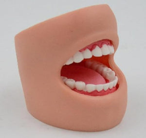 Dentistry Model-Dental Care Model (with Cheek)-Two Pieces-Sciedu(CM):11x10x9 | ABC Books