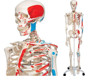 Bone Model- 175CM- Human Skeleton Model Max with Painted Muscle Origins & Inserts-3B Scientific-(CM- ):175x40x24 | ABC Books