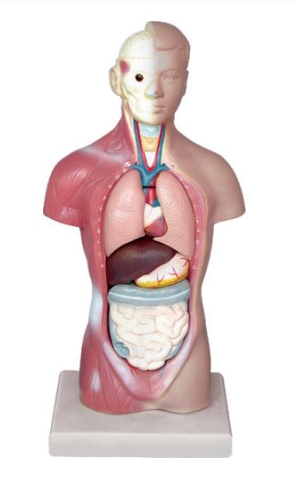 Torso Model-Torso 28CM-Minature Human Male Torso-Sciedu-Size (CM): 27x13x8