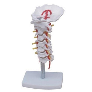 Bone Model-Cervical Vertebral Column with Neck Artery-Sciedu(CM):18x12x7 | ABC Books