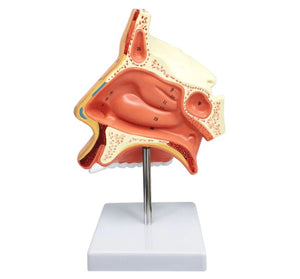 ENT Model-Human Nasal Cavity-Size (CM): 19x17x17 | ABC Books