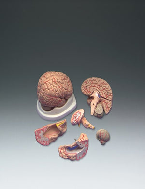 Brain Model-Budget Brain with Arteries-8 Parts-Anatomical- Size(CM):17x13x12 | ABC Books