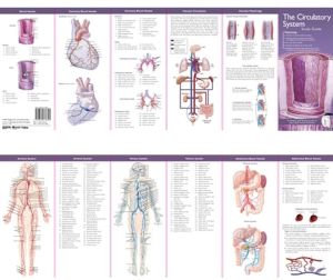Anatomical Chart Company's Illustrated Pocket Anatomy: The Circulatory System Study Guide, 2e | ABC Books