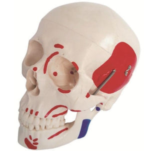Bone Model-Life-Size Skull with Painted Muscles-3 Part-Sciedu (CM) 19x15x13 | ABC Books