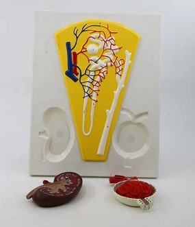 Urology Model- Human Kidney, Nephron and Glomerulus-Size(CM): 41x32x5