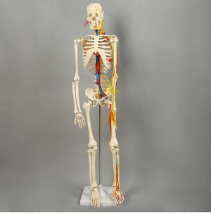 Bone Model- 85CM- Model of Human Skeleton with Nerves-Sciedu (CM- ):85x18x15 | ABC Books