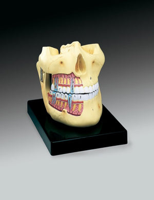 Dentistry Model-Upper and Lower Jaw-Anatomical (CM):25x20x20 | ABC Books
