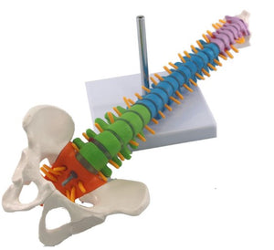 Bone Model-Color Human Spine-with Pelvis-Ningb-Size(CM): 45x14x12 | ABC Books