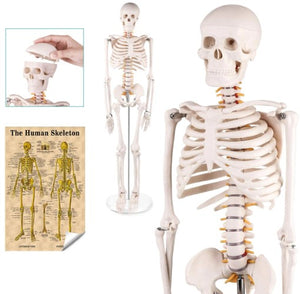 Bone Model- 85CM- Model of Human Skeleton-Sciedu (CM- ):85x18x15 | ABC Books