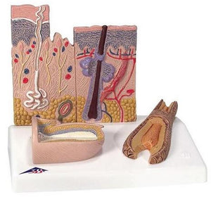 Skin Model-Microscopic Skin, Hair & Nail Model- 3B-Size(CM): 10x14x6 | ABC Books