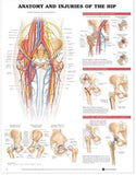 Anatomy and Injuries of the Hip Anatomical Chart | ABC Books