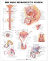 The Male Reproductive System Chart