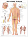The Spinal Nerves Chart