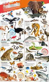 DKfindout! Animals Poster