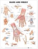 Hand and Wrist Anatomical Chart | ABC Books