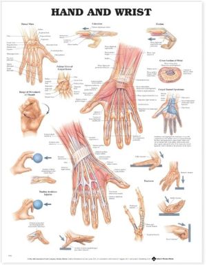 Hand and Wrist Anatomical Chart Hand and Wrist Anatomical Chart