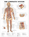 The Lymphatic System Chart | ABC Books