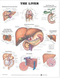 The Liver Anatomical Chart | ABC Books
