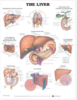 The Liver Anatomical Chart The Liver Anatomical Chart