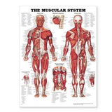 The Muscular System Anatomical Chart | ABC Books