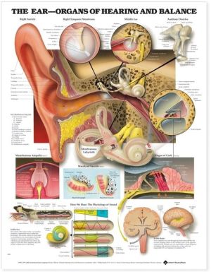 The Ear: Organs of Hearing and Balance Anatomical Chart | ABC Books