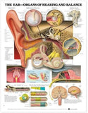 The Ear: Organs of Hearing and Balance Anatomical Chart