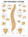 The Vertebral Column Anatomical Chart | ABC Books