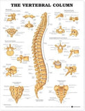 The Vertebral Column Anatomical Chart | ABC Books
