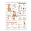 Anatomy and Injuries of the Hand and Wrist Chart