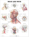 Head and Neck Anatomical Chart | ABC Books