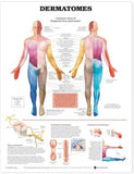 Dermatomes Anatomical Chart | ABC Books