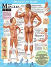Blueprint for Health Your Muscles Chart | ABC Books