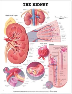 The Kidney Anatomical Chart | ABC Books