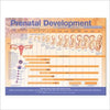 Prenatal Development Anatomical Chart | ABC Books