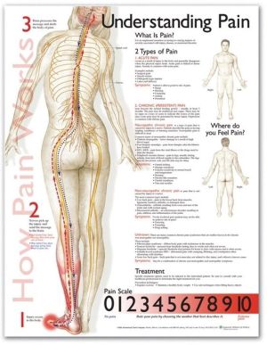 Understanding Pain Anatomical Chart Understanding Pain Anatomical Chart