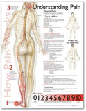 Understanding Pain Anatomical Chart | ABC Books