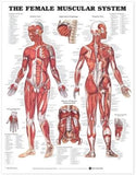 The Female Muscular System Anatomical Chart | ABC Books