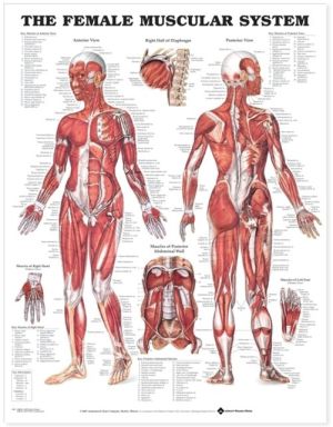 The Female Muscular System Anatomical Chart | ABC Books