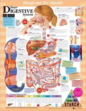 Blueprint for Health Your Digestive System Chart