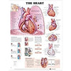 The Heart 2E LAMINATED CHART