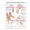 Anatomy and Injuries of the Foot and Ankle Chart