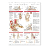 Anatomy and Injuries of the Foot and Ankle Chart