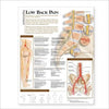 Understanding Low Back Pain Anatomical Chart