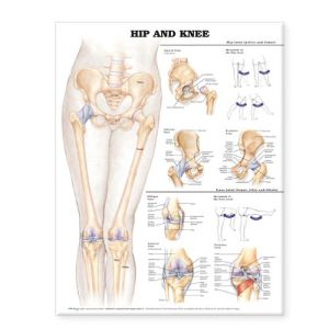 Hip and Knee Chart 2E