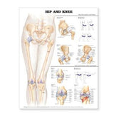 Hip and Knee Chart 2E