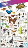 DKfindout! Bugs Poster | ABC Books