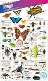 DKfindout! Bugs Poster | ABC Books