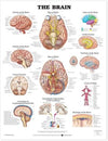 The Brain Anatomical Chart | ABC Books